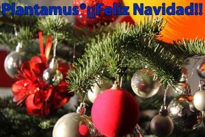 El Arbol de Navidad que necesitas, te lo llevamos a casa