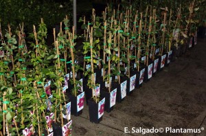 Plantamus® vivero online con grandes ofertas y promociones
