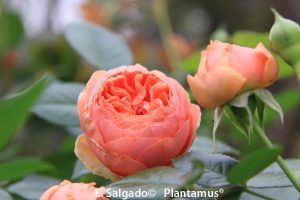 rosal-naranja