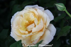 rosal-amarillo