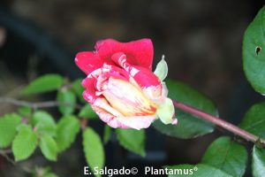 rosal-dos-colores
