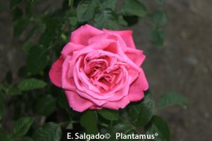 rosal-planta-venta