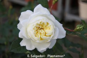rosa-rosae