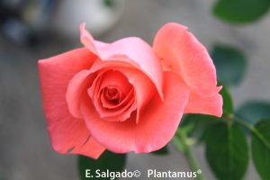 roseiras
