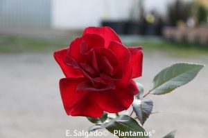 planta-rosal-rojo