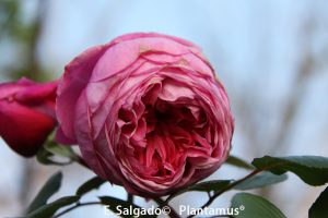 mercar-roseiras
