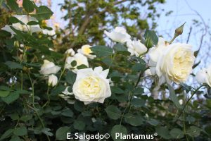 vivero-rosales