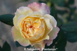 venta de rosales