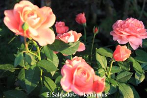 rosales-comprar