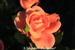 rosales