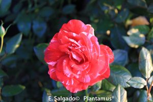 rosal