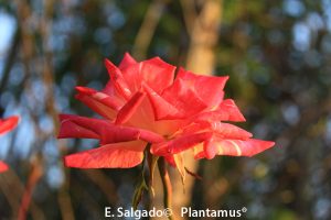 rosales edelrose