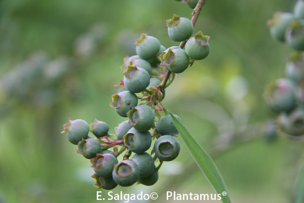 arandanos plantas