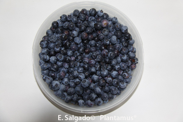 arandanos