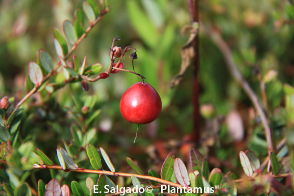 arandano rojo fruto