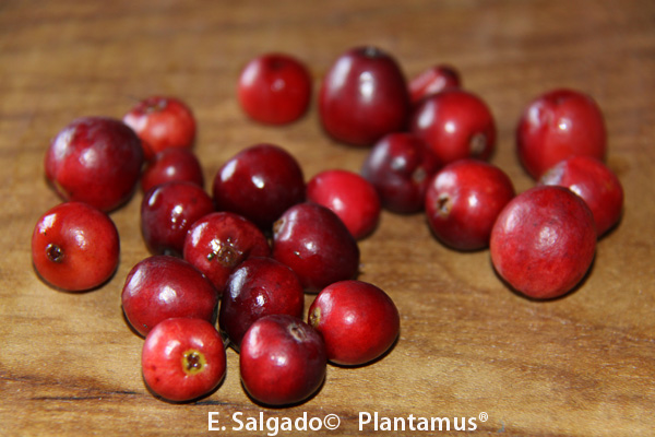 arandanos rojos