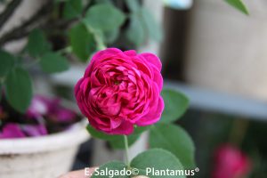 rasa-rose-de-rescht