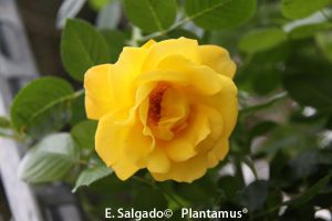 rosa-arthur-bell