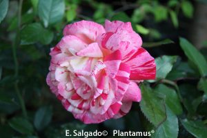 rosal-broceliande
