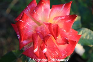 rosal-edelrose