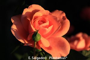 rosal-elaine-paige