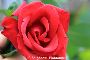 rosal-erotika