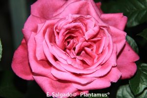 rosal-flor-senteur-royale