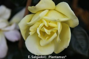 rosal-golden-showers-planta