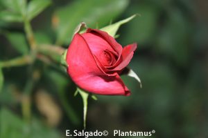 rosal-jw-goethe