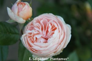 rosal-natascha-richardson