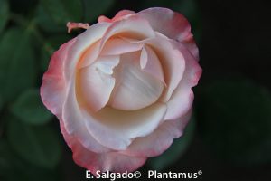 rosal-nostalgie