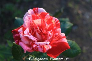 rosal-rachel-louise-moran