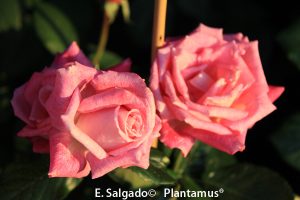 rosal-rose-gaujard