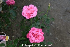 rosales-planta