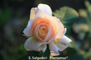 rosales-plantamus