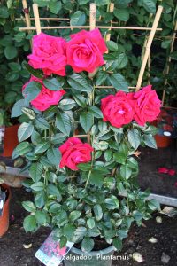 rosal-trepador-rojo