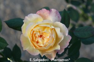 rosas-amarillas