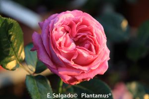 rosales-bernadette-lafont