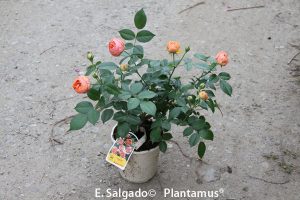 rosales-chippendale-venta