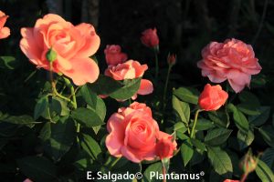 rosales-elaine-paige