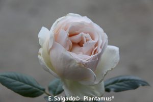 rosales-elvis-venta
