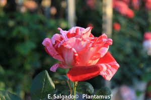 rosal-bicolor