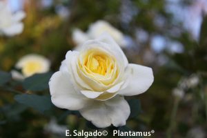 rosal-amarillo