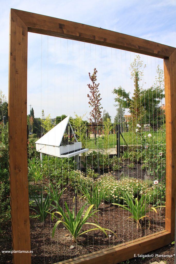 agapantus-jardin-allariz
