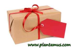 plantas-regalo