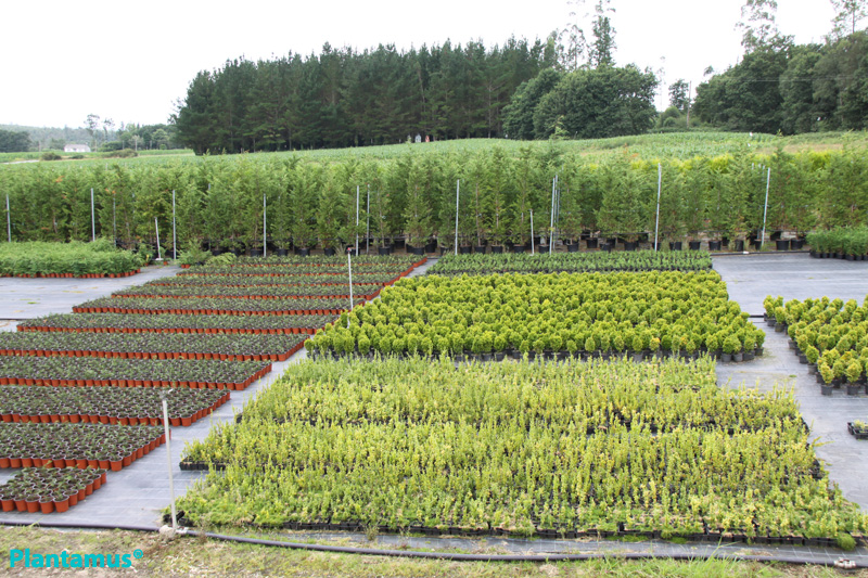 Vivero-plantamus