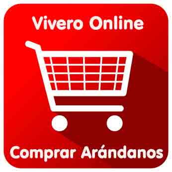 Comprar plantas de arándanos Online