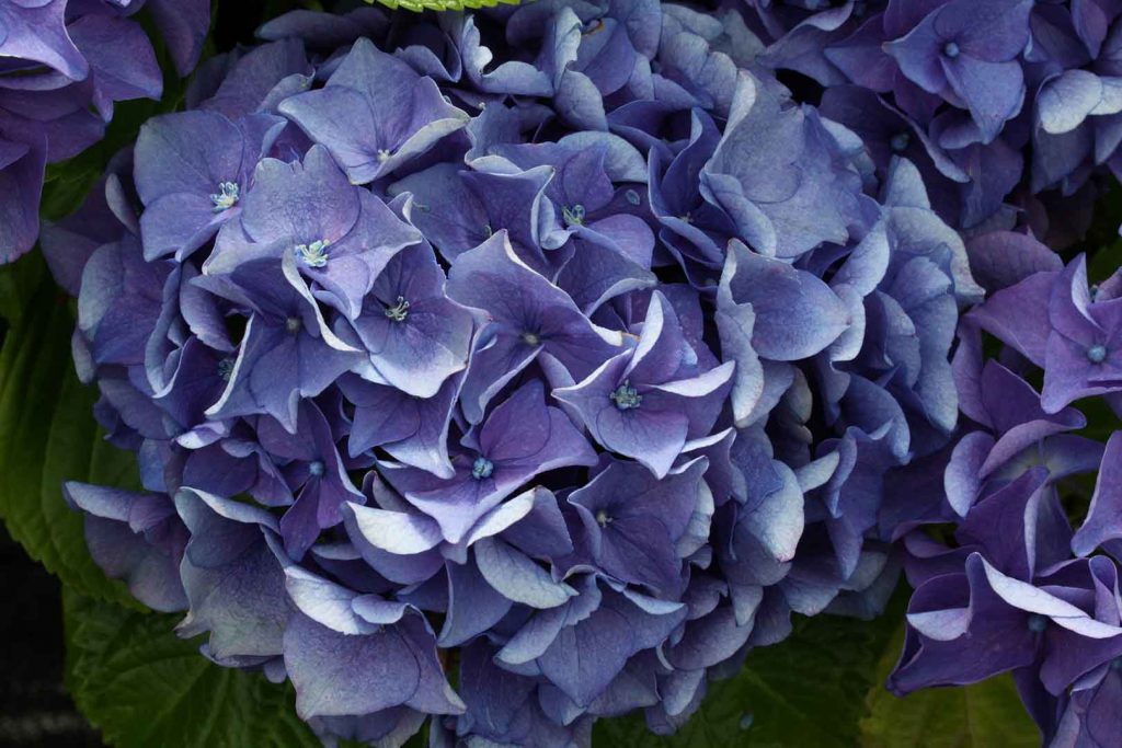 hortensia-azul