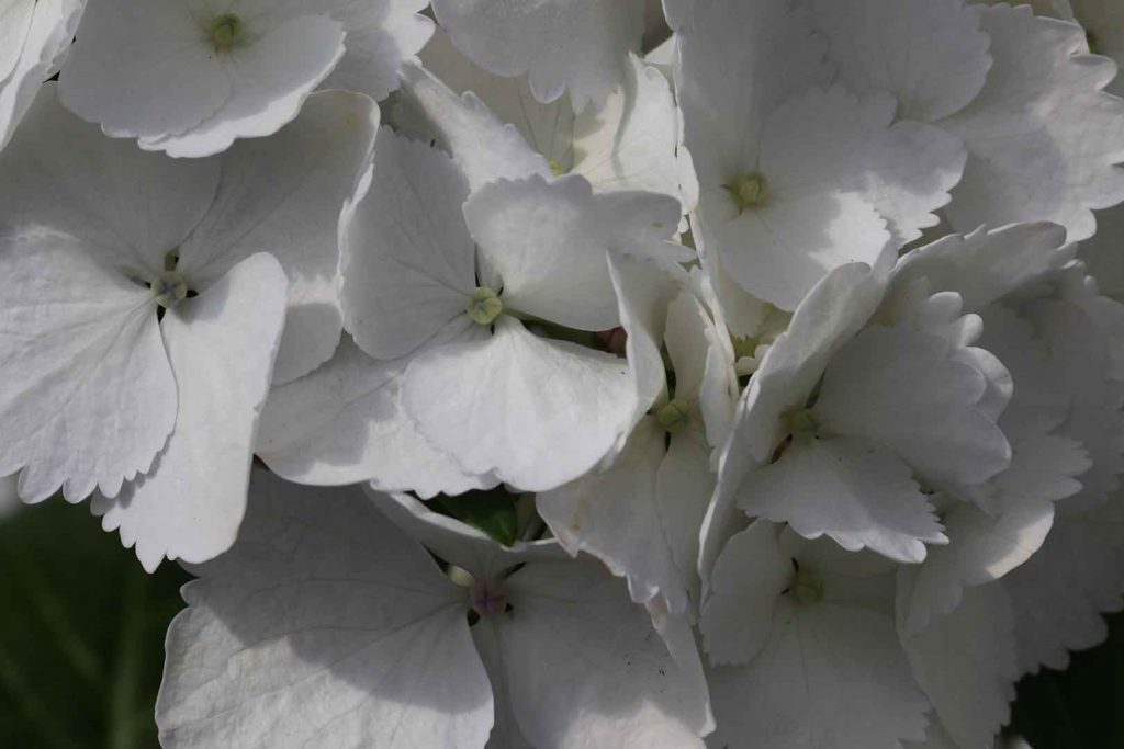Hortensia-blanca
