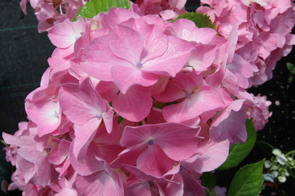 hortensia-pink-beauty-rosa